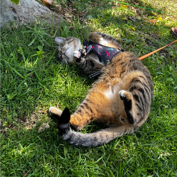 Poe & Taito (Potato) 🤎🖤 - Picture 9 of 10